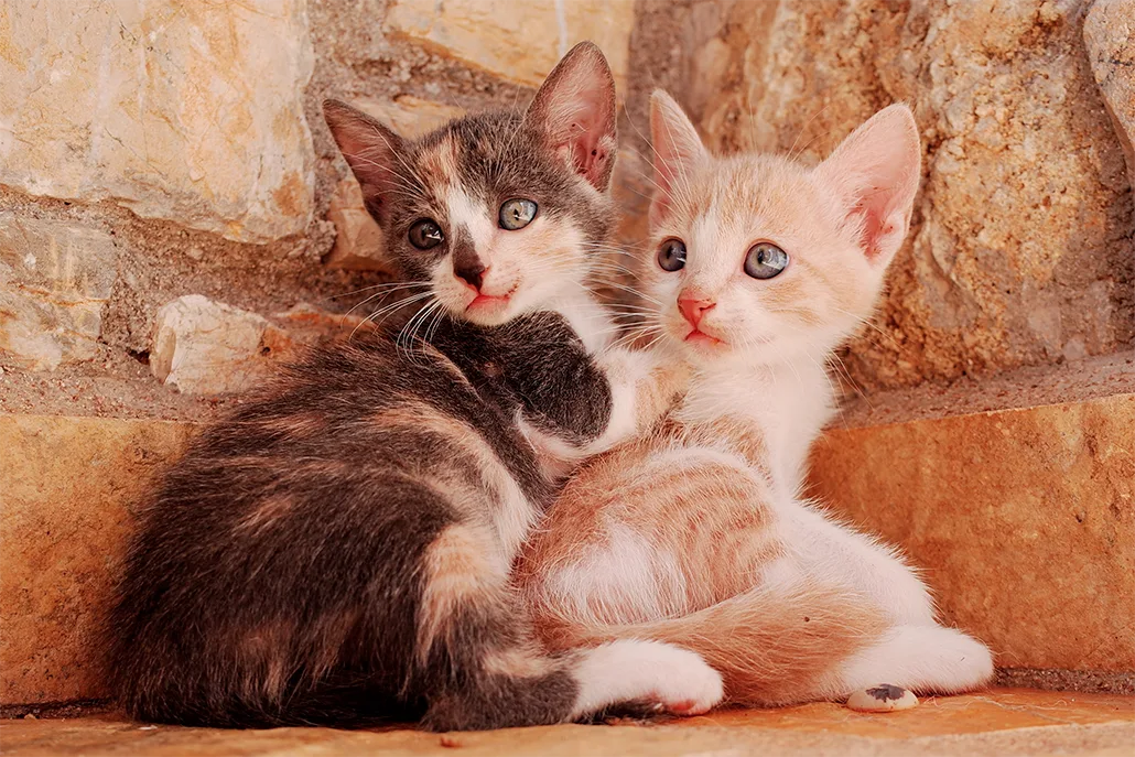 chatons