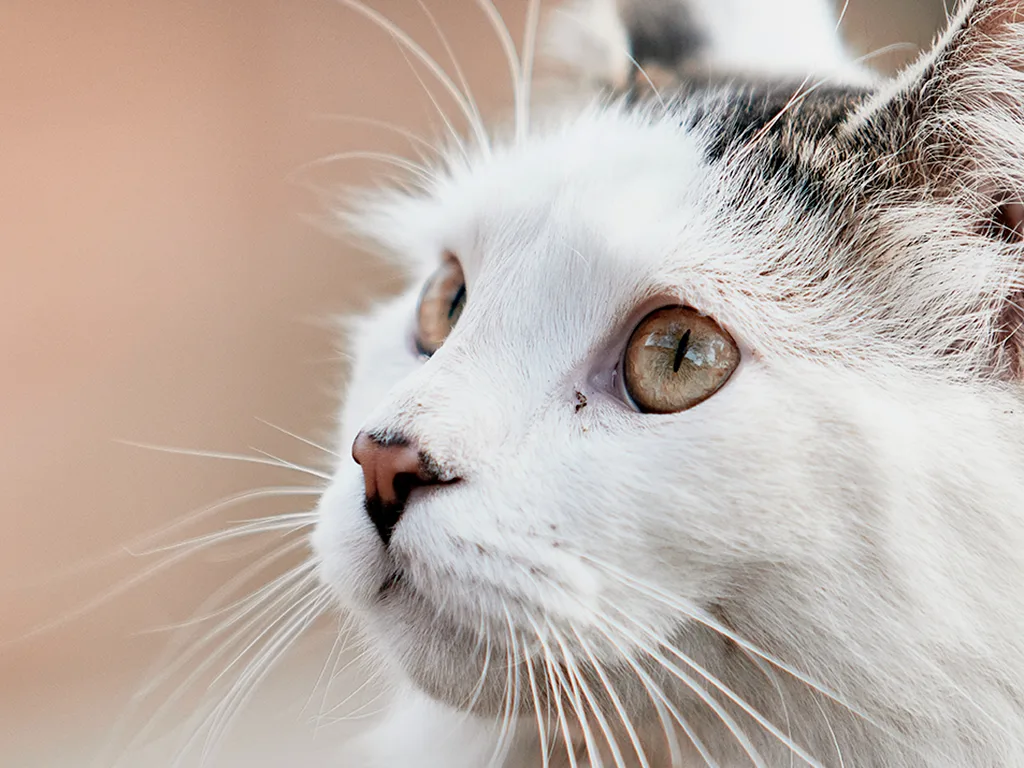 chat blanc de profil