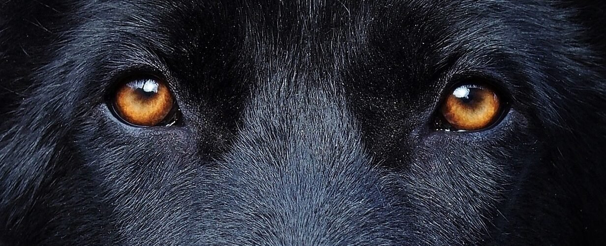 portrait chien noir