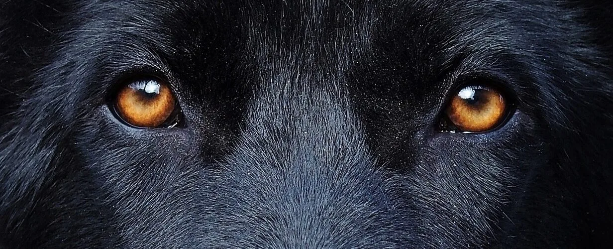 31-portrait-serré-chien-noir-Exemple visuel – Source Freepik