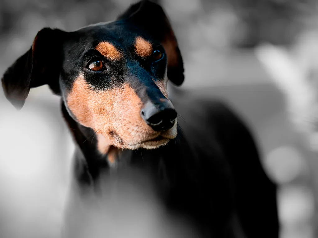 40-portrait-chien-visuel-Source-Freepik