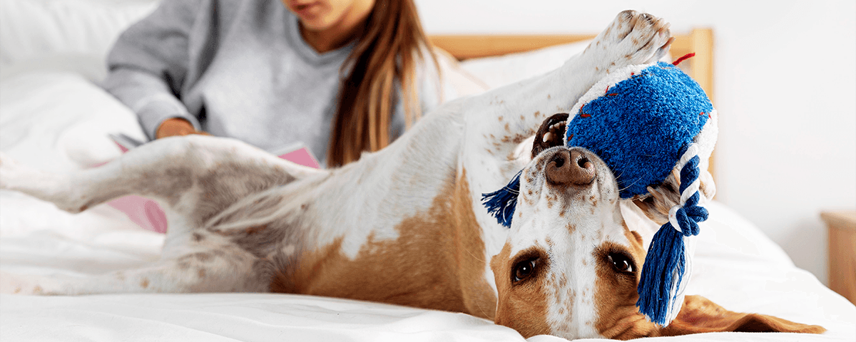 adolescents-avec-lit-pour-chien-Exemple-visuel-–-Source--Freepik