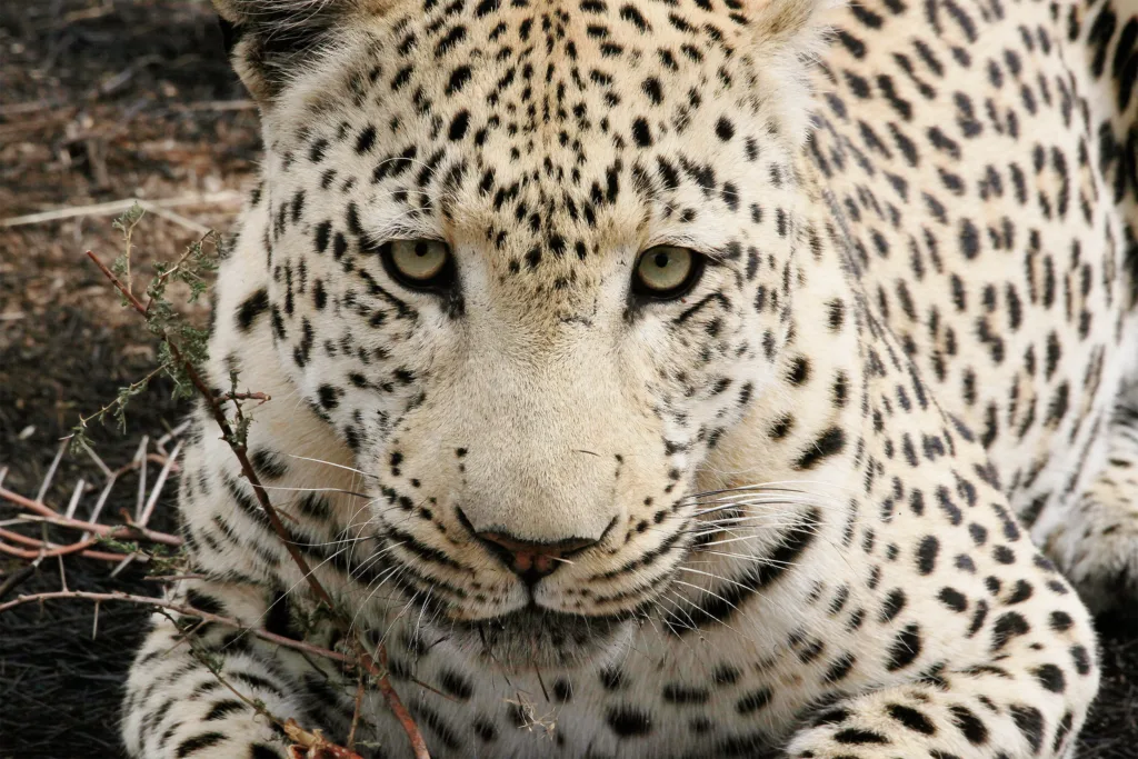 IMG1241léopardweb portraitsanimaliers portraitsanimaliers Léopard Namibie