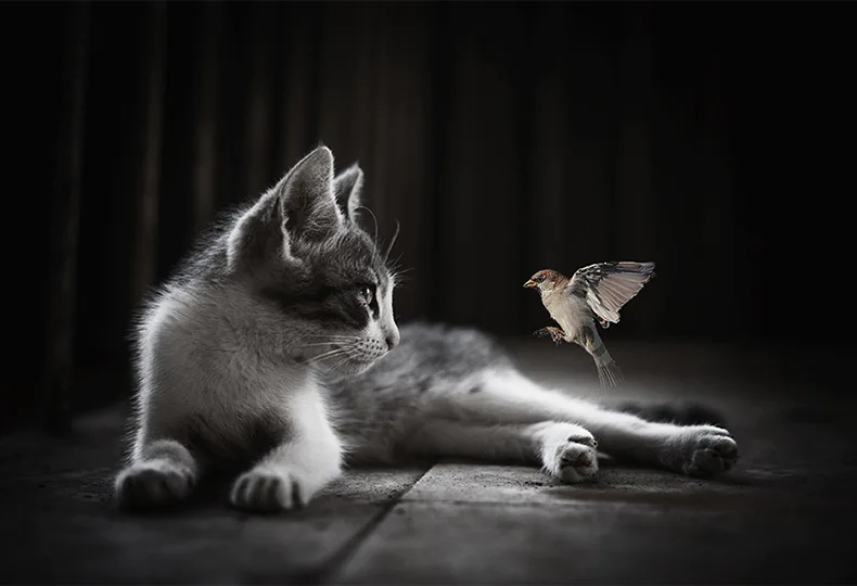 montagephotochatoiseau portraitsanimaliers portraitsanimaliers montage photo chat oiseau