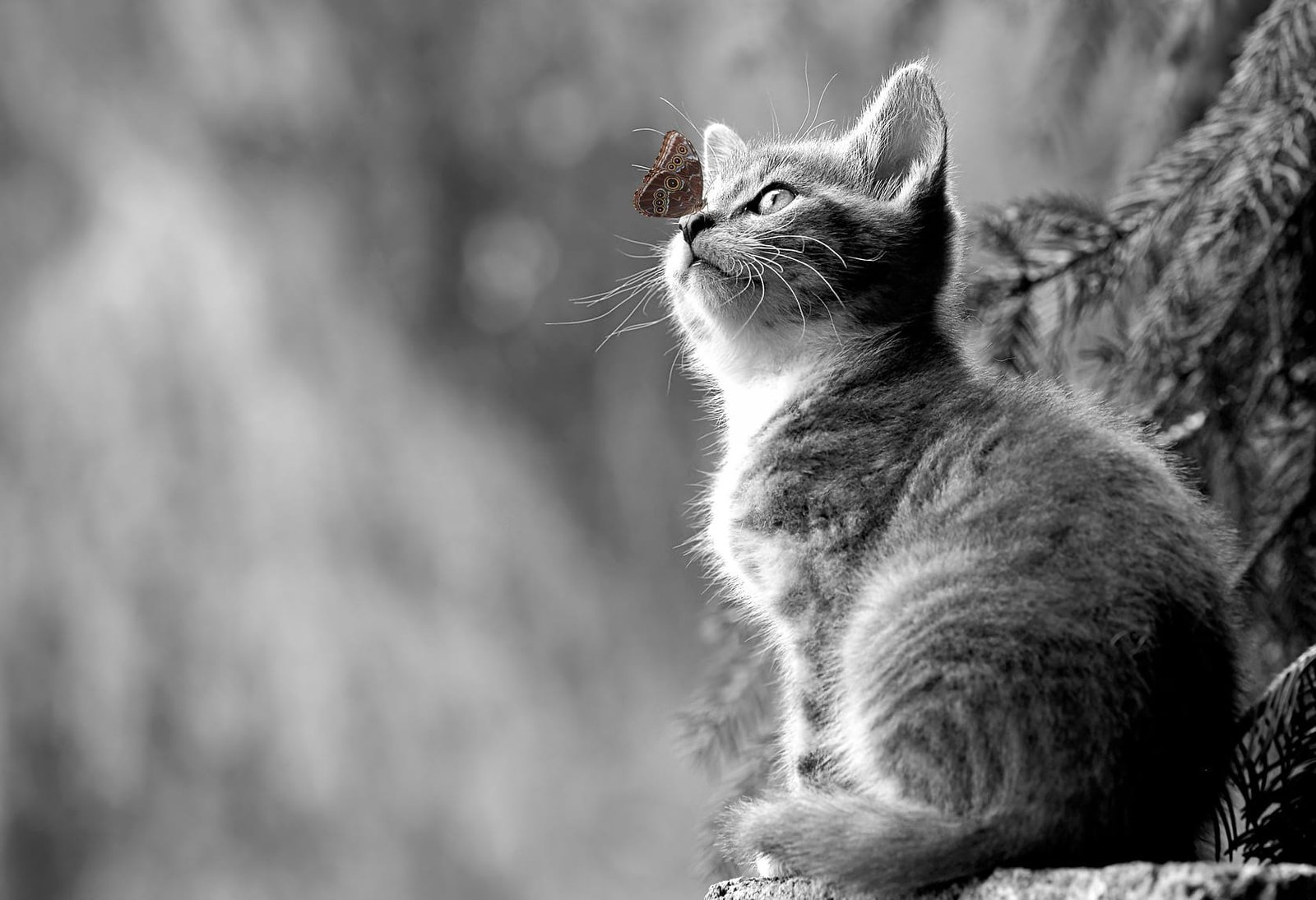 montage photo chat et papillon en noir et blanc web