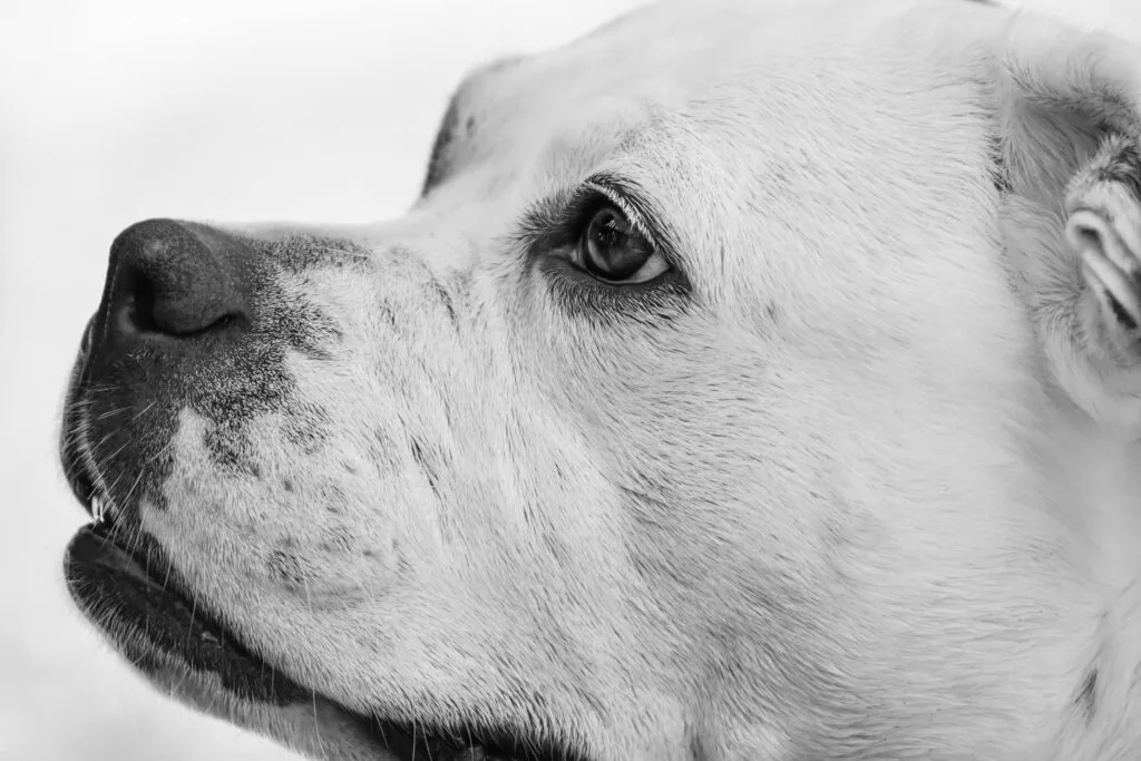 portrait chien noir et blanc