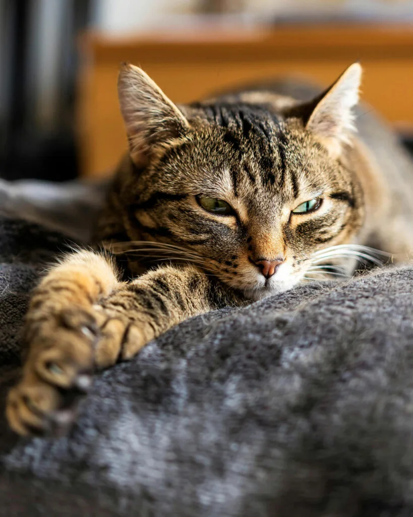 portrait chat couleur
