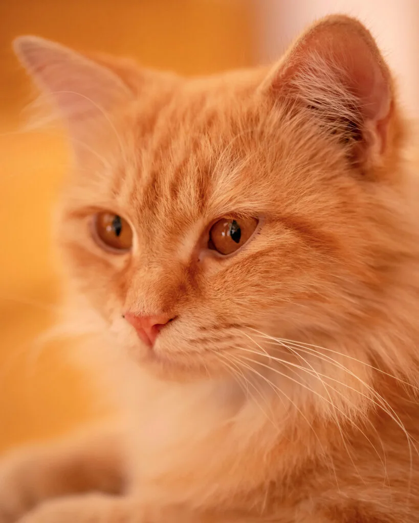 portrait chat couleur