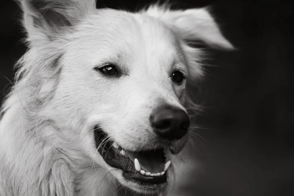 portrait chien noir et blanc