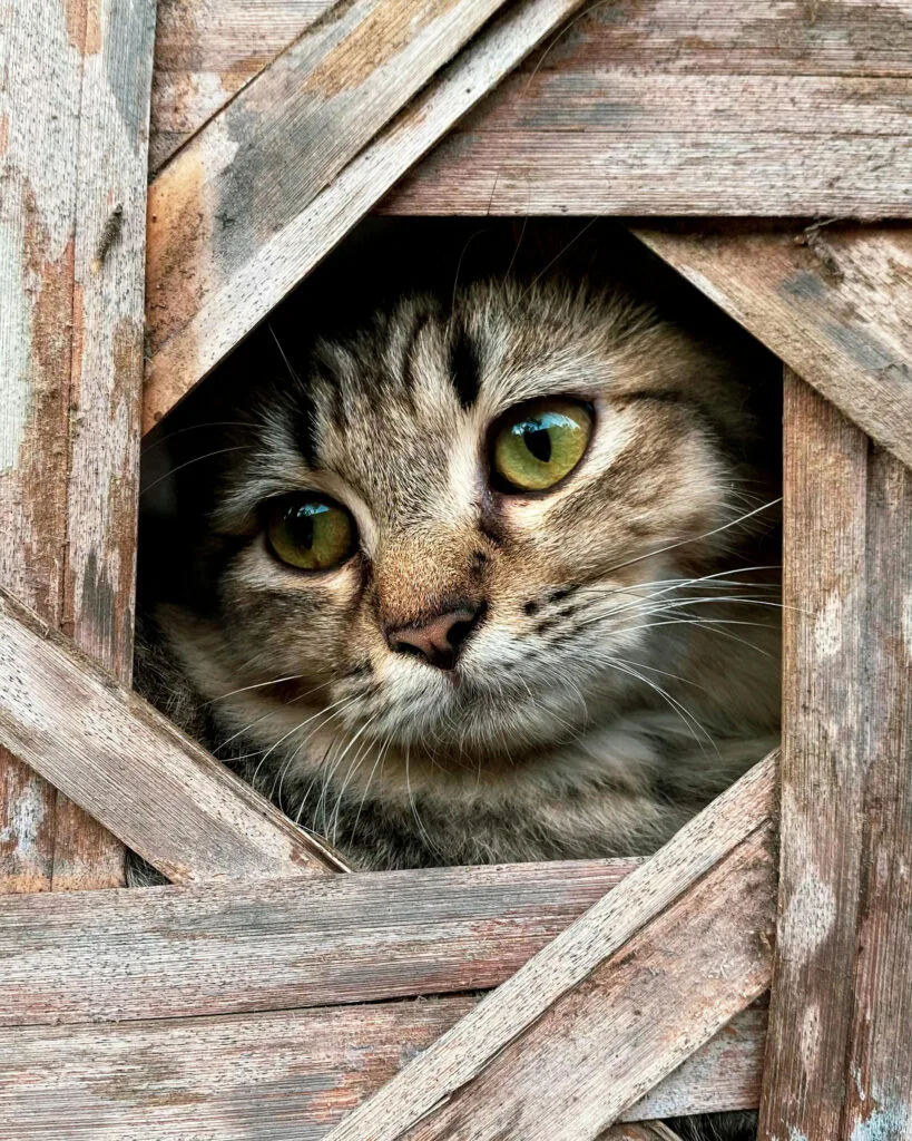 portrait chat couleur