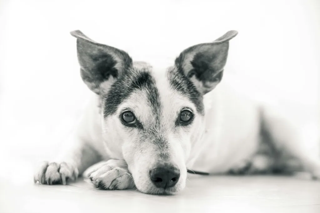 portrait chien noir et blanc
