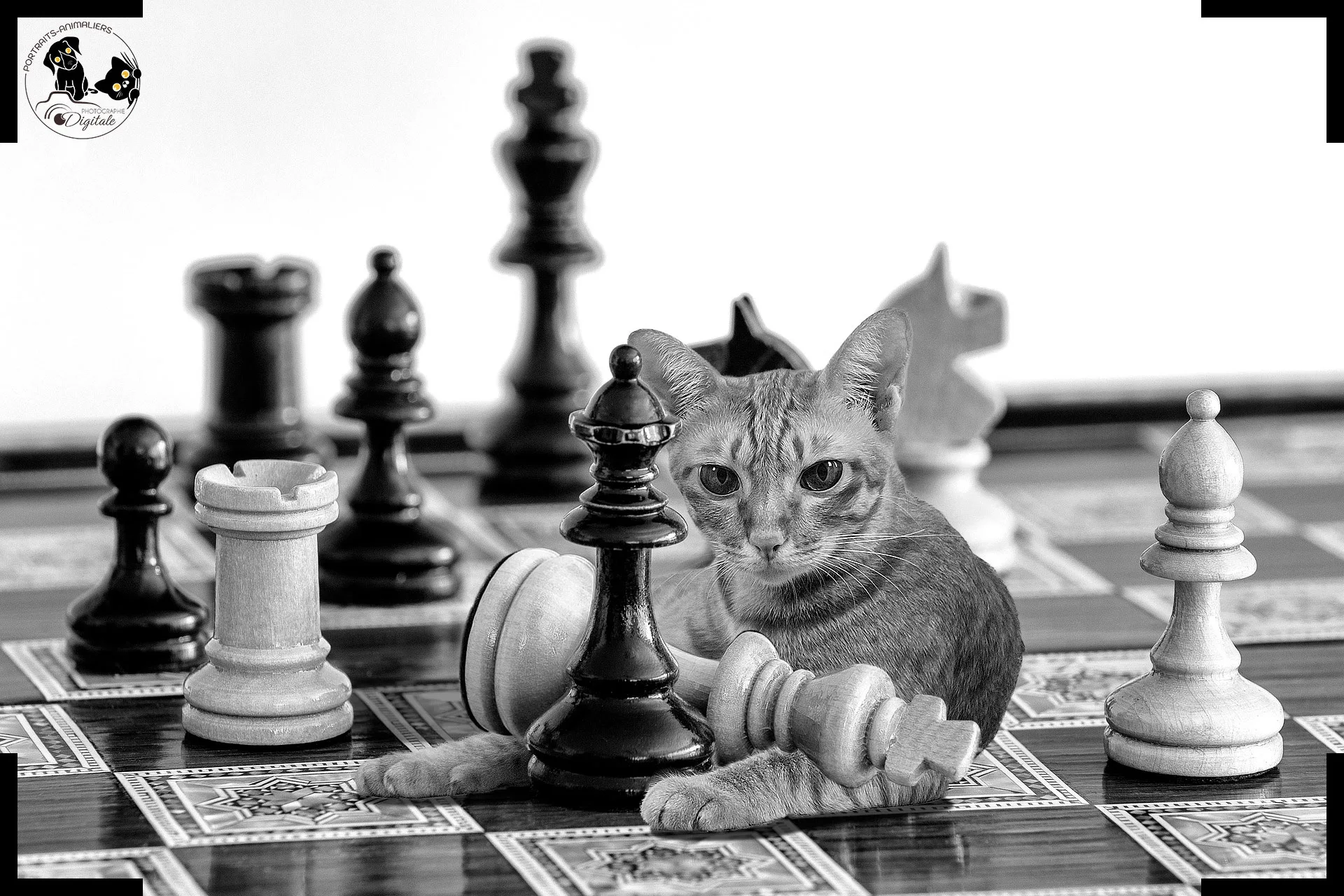 echiquierchattigrelogo portraitsanimaliers portraitsanimaliers montage photo echiquier chat tigre logo